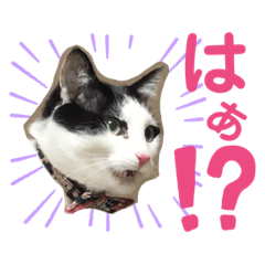 [LINEスタンプ] 黒助の日常