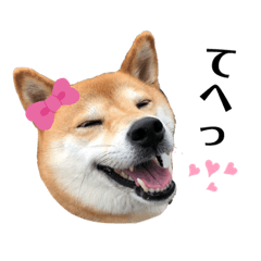 [LINEスタンプ] 柴犬ゆき0715②