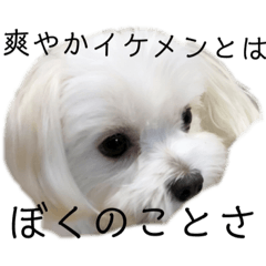 [LINEスタンプ] 【日常】チワマルのあんじ