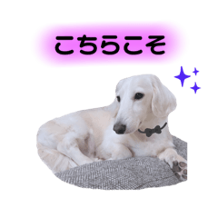 [LINEスタンプ] 白いダックスの独り言 2 〜挨拶編〜