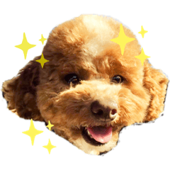 [LINEスタンプ] うちのファーニー③