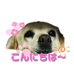 [LINEスタンプ] べりちゃんが喋るぞ