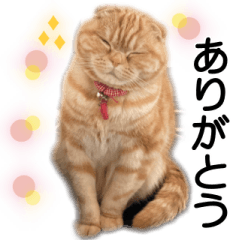 [LINEスタンプ] スコネコのきなこ！