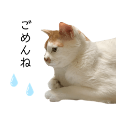 [LINEスタンプ] 彼氏の家の猫が可愛すぎる