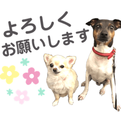 [LINEスタンプ] 日本テリアの麗音・チワワのぷぅ〜
