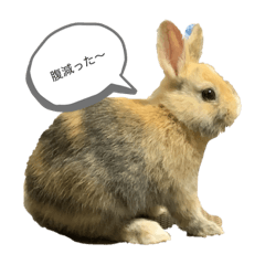 [LINEスタンプ] 藤田家のリランスタンプ(ミニウサギ)