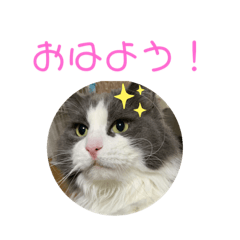 [LINEスタンプ] セシルすたんぷ