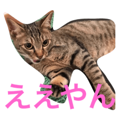[LINEスタンプ] 魔性のちっち。甘え上手で気分屋な美猫