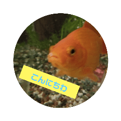 [LINEスタンプ] 我が家の金魚3