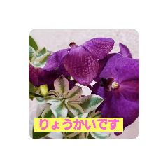[LINEスタンプ] 我が家の植物と花達1