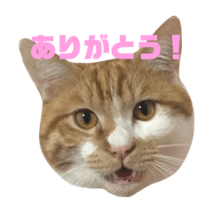 [LINEスタンプ] 猫のそら2