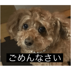 [LINEスタンプ] うちのココのスタンプ