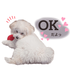 [LINEスタンプ] ぽんちょこ01