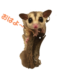[LINEスタンプ] フクロモモンガ  ゆずの日常part1