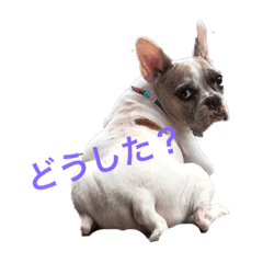 [LINEスタンプ] フレブルandプードル
