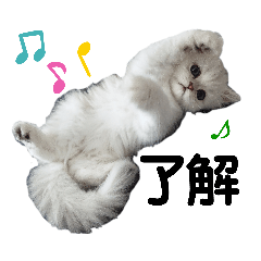 [LINEスタンプ] ペルシャ猫みるく様