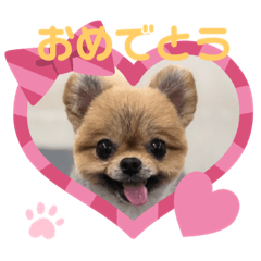 [LINEスタンプ] ポメとチワワのスタンプ