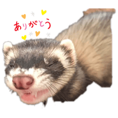 [LINEスタンプ] かえるとハクとココと愉快な仲間たち