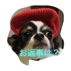 [LINEスタンプ] チワワのぎゅうⅡ