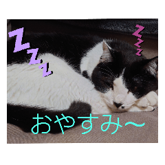 [LINEスタンプ] ぶち丸＆マールモ③挨拶編