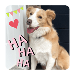 [LINEスタンプ] ボーダーコリー ソラくんの日常②