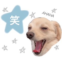 [LINEスタンプ] こむぎーぬ2の画像（メイン）