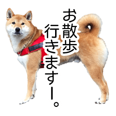 [LINEスタンプ] 日々の散歩の連絡をする柴犬