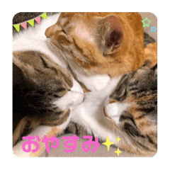 [LINEスタンプ] 我が家の猫にゃんスタンプ