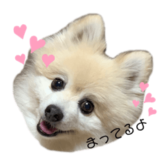 [LINEスタンプ] くぅちゃんの日常！