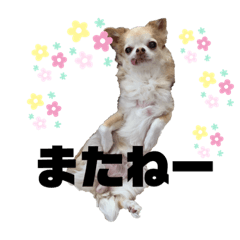 [LINEスタンプ] ちわわ ふぁみりー