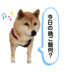 [LINEスタンプ] 柴犬のあんちゃん