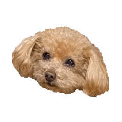[LINEスタンプ] トイプードルのチロ