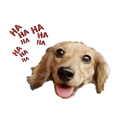 [LINEスタンプ] COCOLOO2