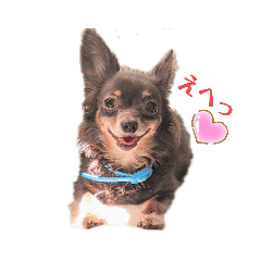 [LINEスタンプ] チワックスチャピの日常