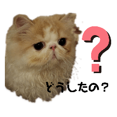 [LINEスタンプ] 可愛ネコテンくん