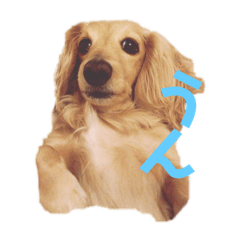 [LINEスタンプ] ランランランちゃんです