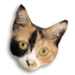 [LINEスタンプ] ミミの毎日あいさつ