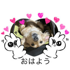 [LINEスタンプ] ミニチュアダックス純恋ちゃんの日常