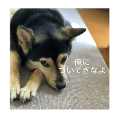 [LINEスタンプ] イケメン犬かっこいいセリフ