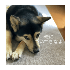 [LINEスタンプ] イケメン犬かっこいいセリフの画像（メイン）