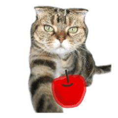 [LINEスタンプ] 猫野家すたんぷ【日常・学芸会編】