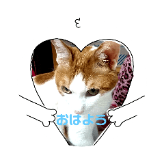 [LINEスタンプ] ねこねこにゃあーー