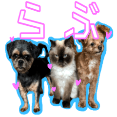 [LINEスタンプ] 犬犬猫