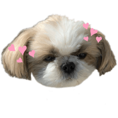 [LINEスタンプ] シーズーTENの日常