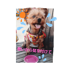 [LINEスタンプ] ヨーキーあいちゃん