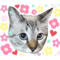[LINEスタンプ] アンジュⅡ