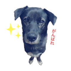 [LINEスタンプ] みなみクック