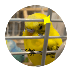 [LINEスタンプ] インコチャン