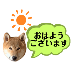 [LINEスタンプ] 大福の大ちゃん柴犬スタンプ