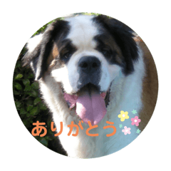 [LINEスタンプ] ワンちゃんたち
